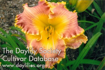 Daylily Recurring Dream